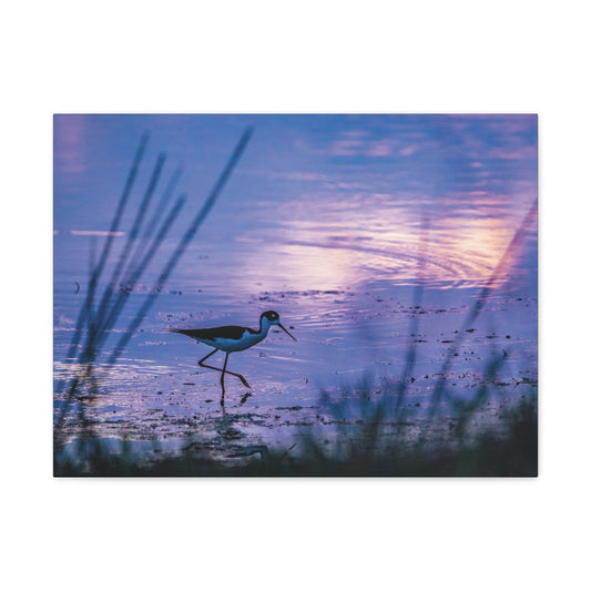 Black-Necked Stilt Canvas Gallery Wraps