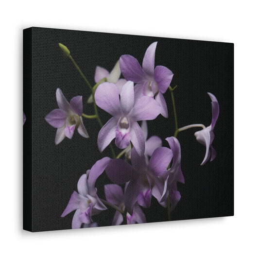 Copy of Copy of Copy of Canvas Gallery Wraps