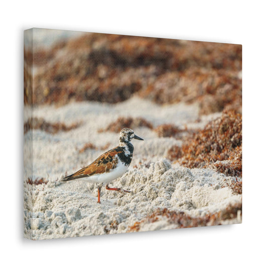 Copy of Copy of Copy of Canvas Gallery Wraps