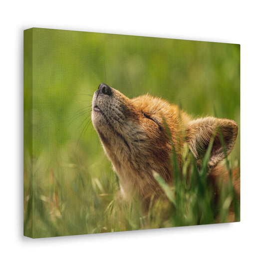 Copy of Copy of Canvas Gallery Wraps