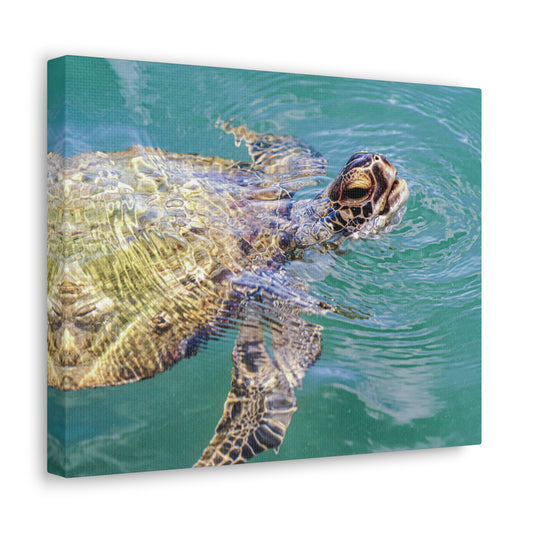 Copy of Copy of Canvas Gallery Wraps