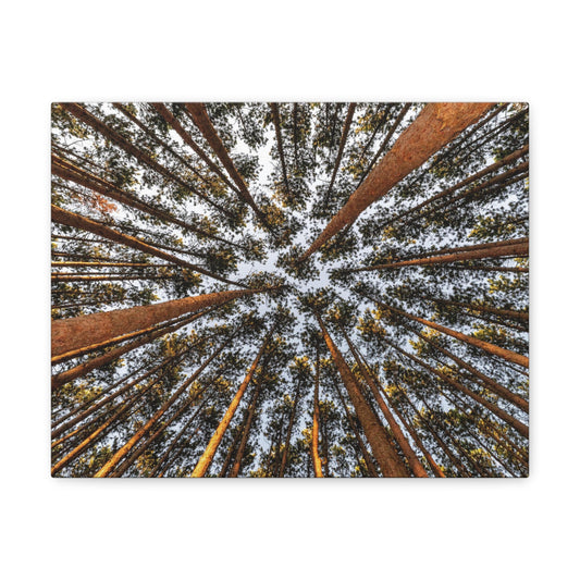 Canvas Gallery Wrap - The Spot at Oak Openings