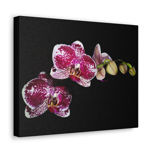 Copy of Canvas Gallery Wraps