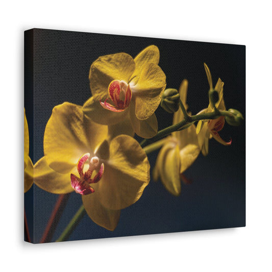 Copy of Copy of Copy of Copy of Canvas Gallery Wraps