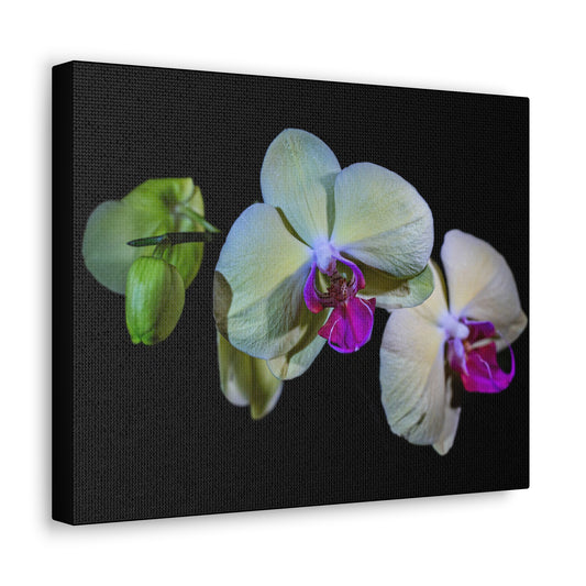 Copy of Canvas Gallery Wraps