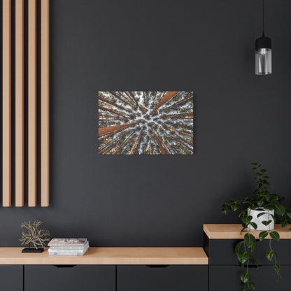 Forest Canopy Canvas Print — Upward View of Tall Trees Matte Stretched Wall Art