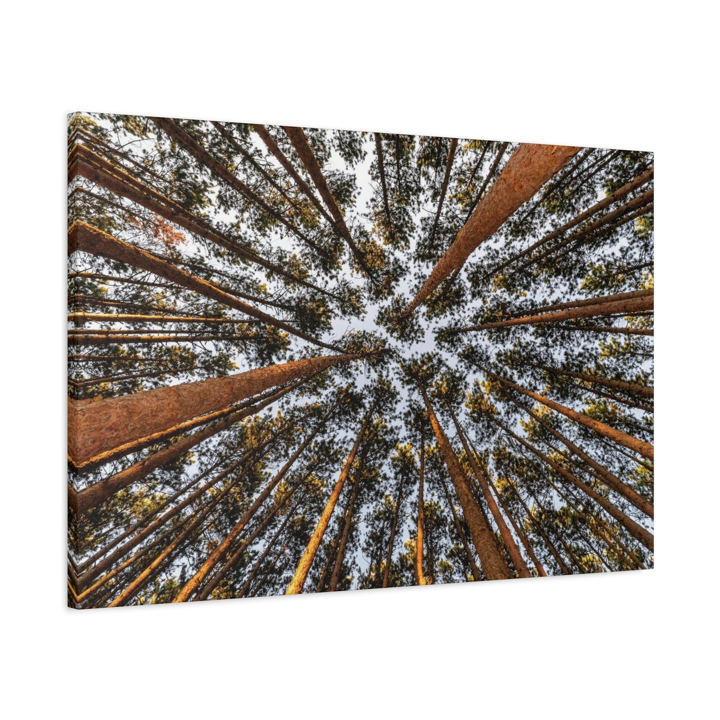 Forest Canopy Canvas Print — Upward View of Tall Trees Matte Stretched Wall Art