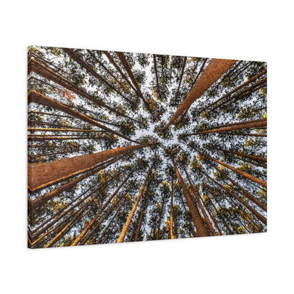 Forest Canopy Canvas Print — Upward View of Tall Trees Matte Stretched Wall Art