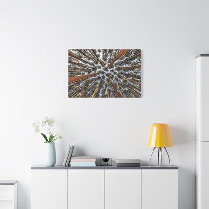 Forest Canopy Canvas Print — Upward View of Tall Trees Matte Stretched Wall Art