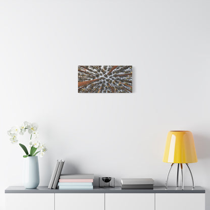 Forest Canopy Canvas Print — Upward View of Tall Trees Matte Stretched Wall Art