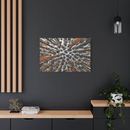 Forest Canopy Canvas Print — Upward View of Tall Trees Matte Stretched Wall Art