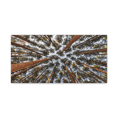 Forest Canopy Canvas Print — Upward View of Tall Trees Matte Stretched Wall Art