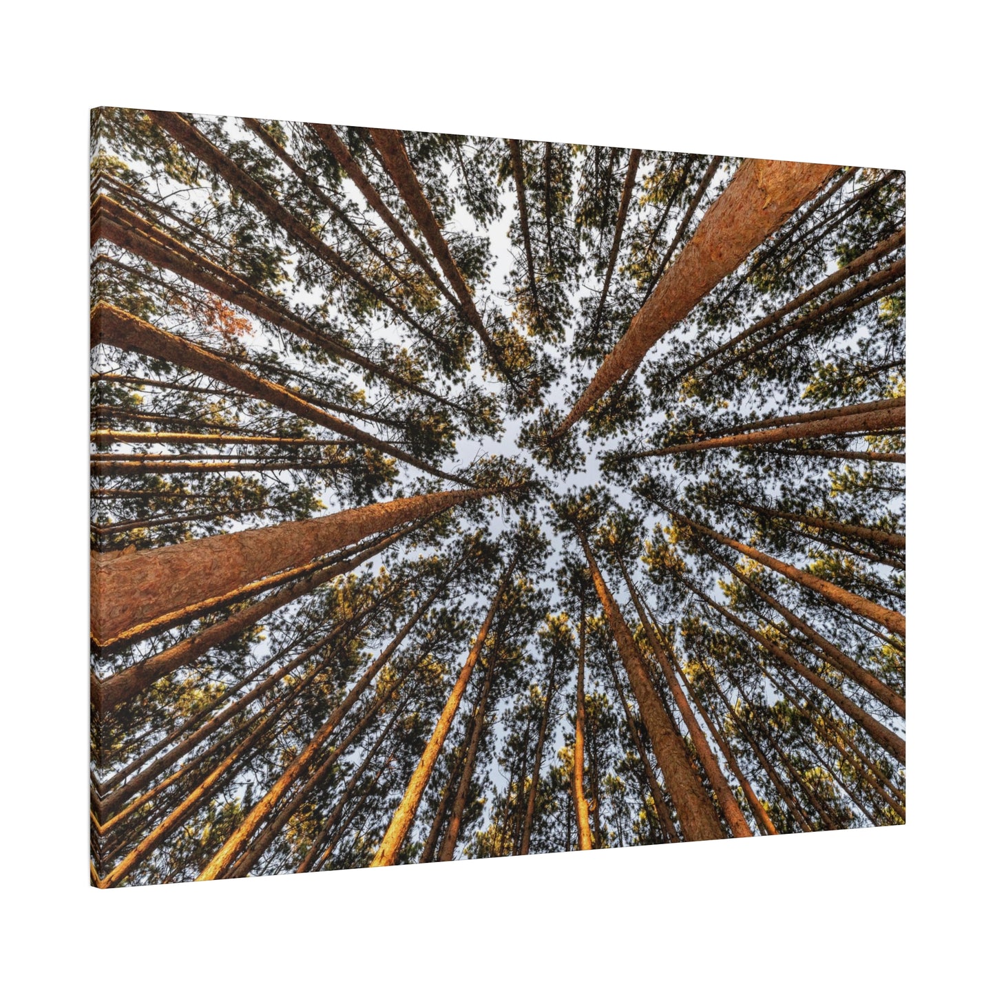 Forest Canopy Canvas Print — Upward View of Tall Trees Matte Stretched Wall Art