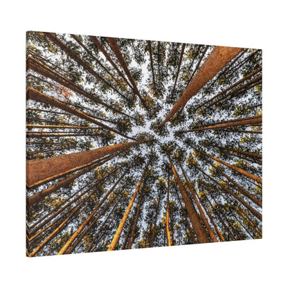 Forest Canopy Canvas Print — Upward View of Tall Trees Matte Stretched Wall Art