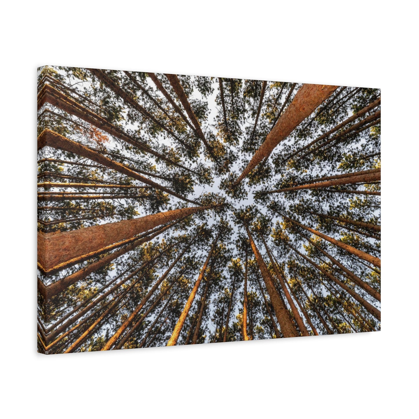 Forest Canopy Canvas Print — Upward View of Tall Trees Matte Stretched Wall Art