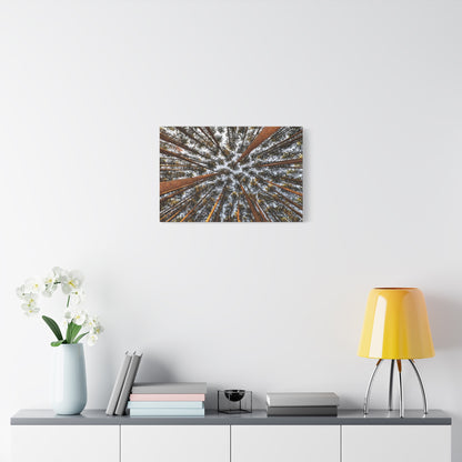 Forest Canopy Canvas Print — Upward View of Tall Trees Matte Stretched Wall Art