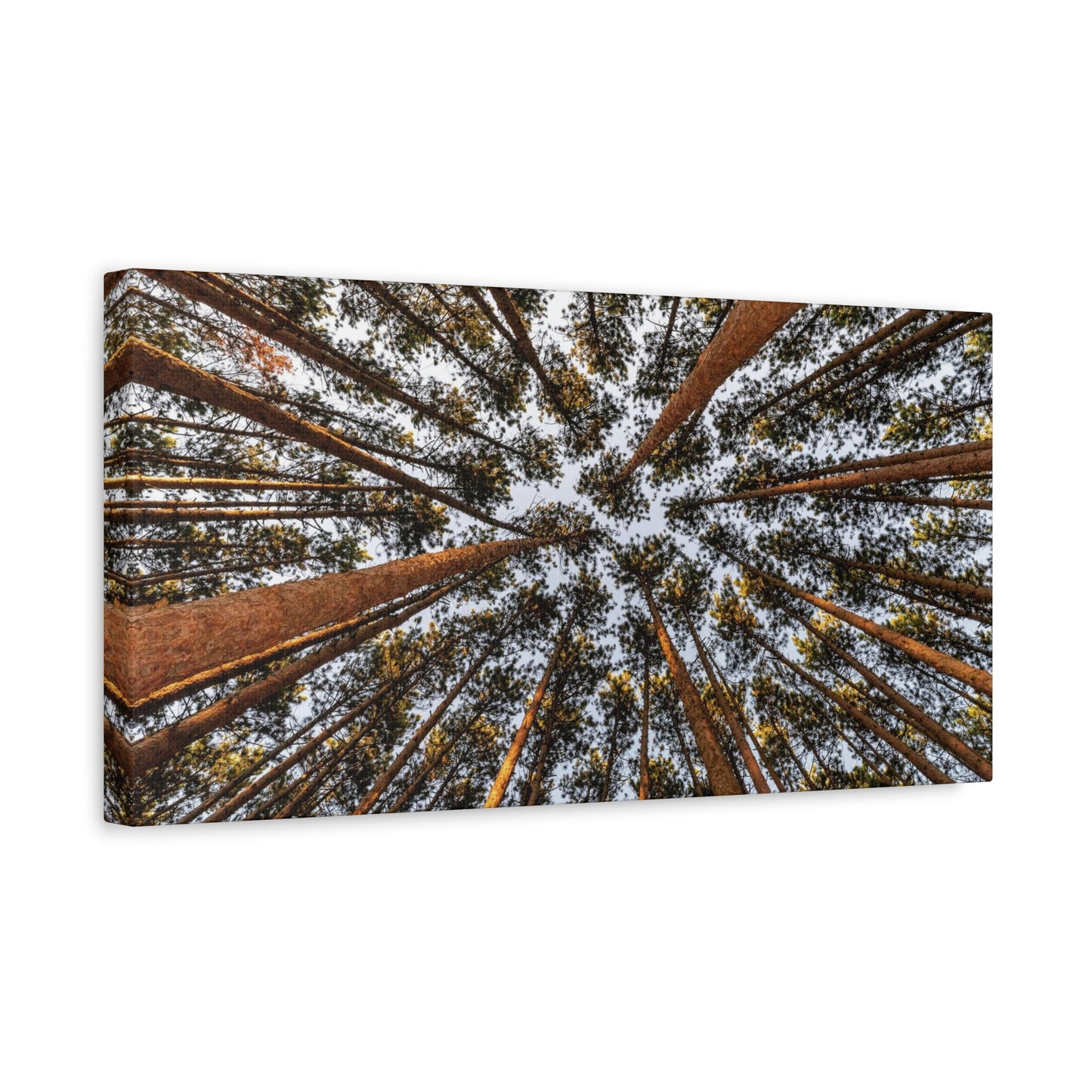 Forest Canopy Canvas Print — Upward View of Tall Trees Matte Stretched Wall Art