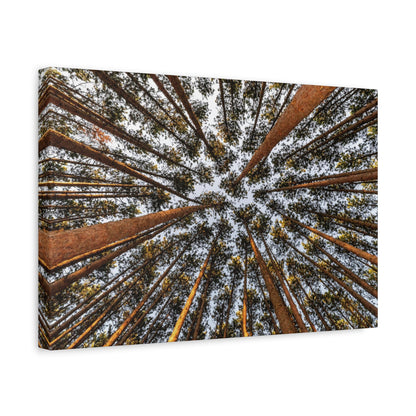 Forest Canopy Canvas Print — Upward View of Tall Trees Matte Stretched Wall Art