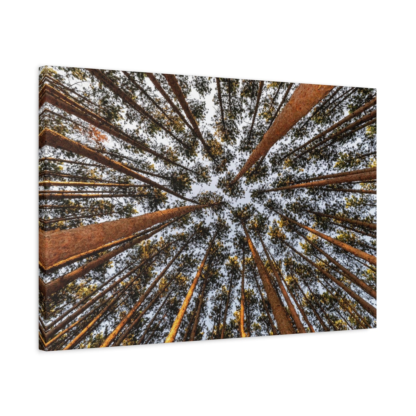 Forest Canopy Canvas Print — Upward View of Tall Trees Matte Stretched Wall Art