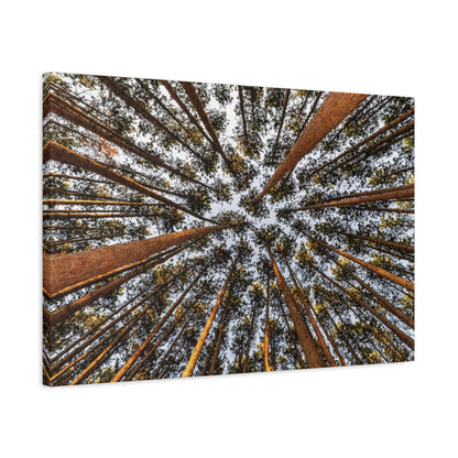 Forest Canopy Canvas Print — Upward View of Tall Trees Matte Stretched Wall Art