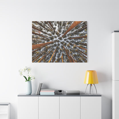 Forest Canopy Canvas Print — Upward View of Tall Trees Matte Stretched Wall Art