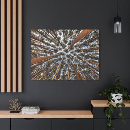 Forest Canopy Canvas Print — Upward View of Tall Trees Matte Stretched Wall Art