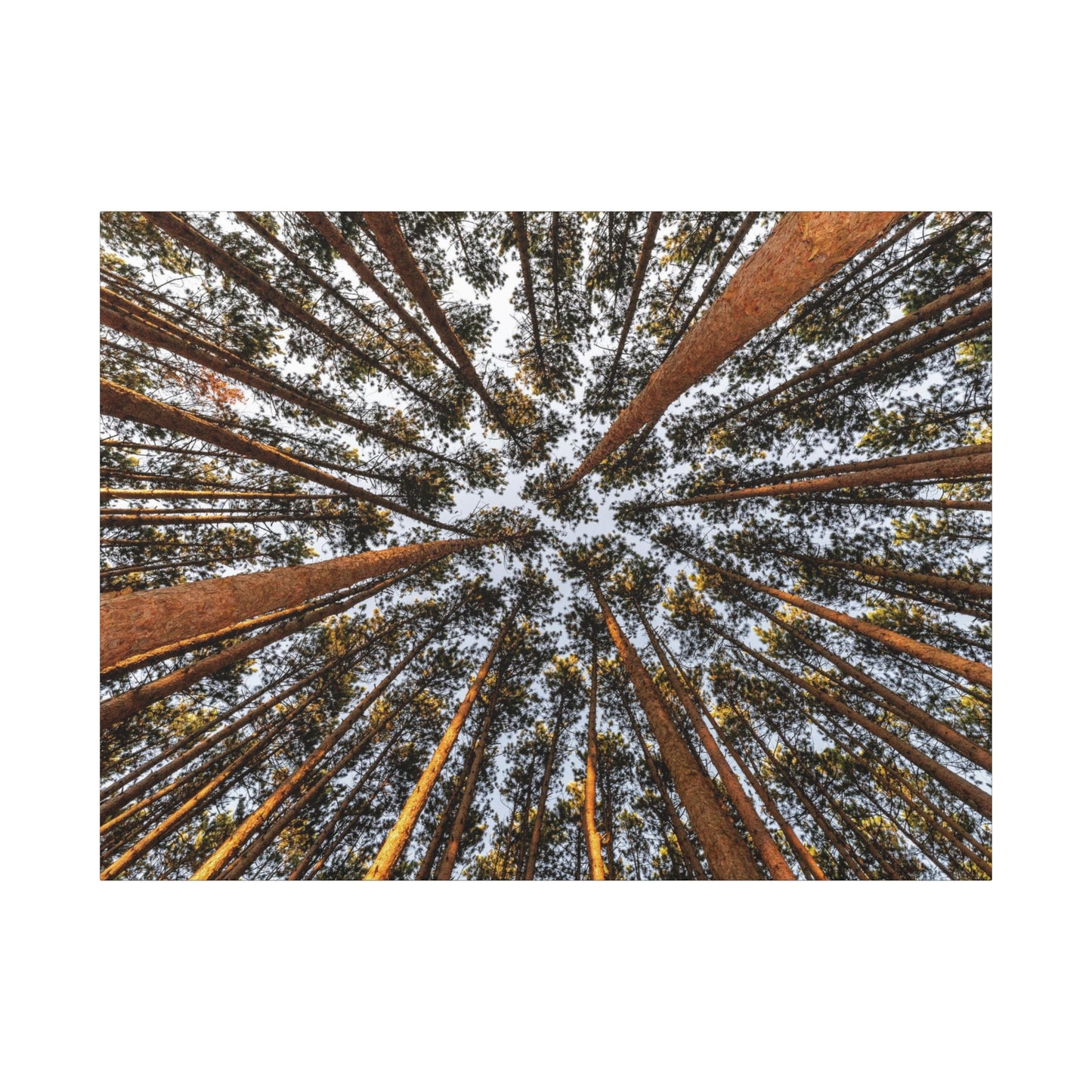 Forest Canopy Canvas Print — Upward View of Tall Trees Matte Stretched Wall Art