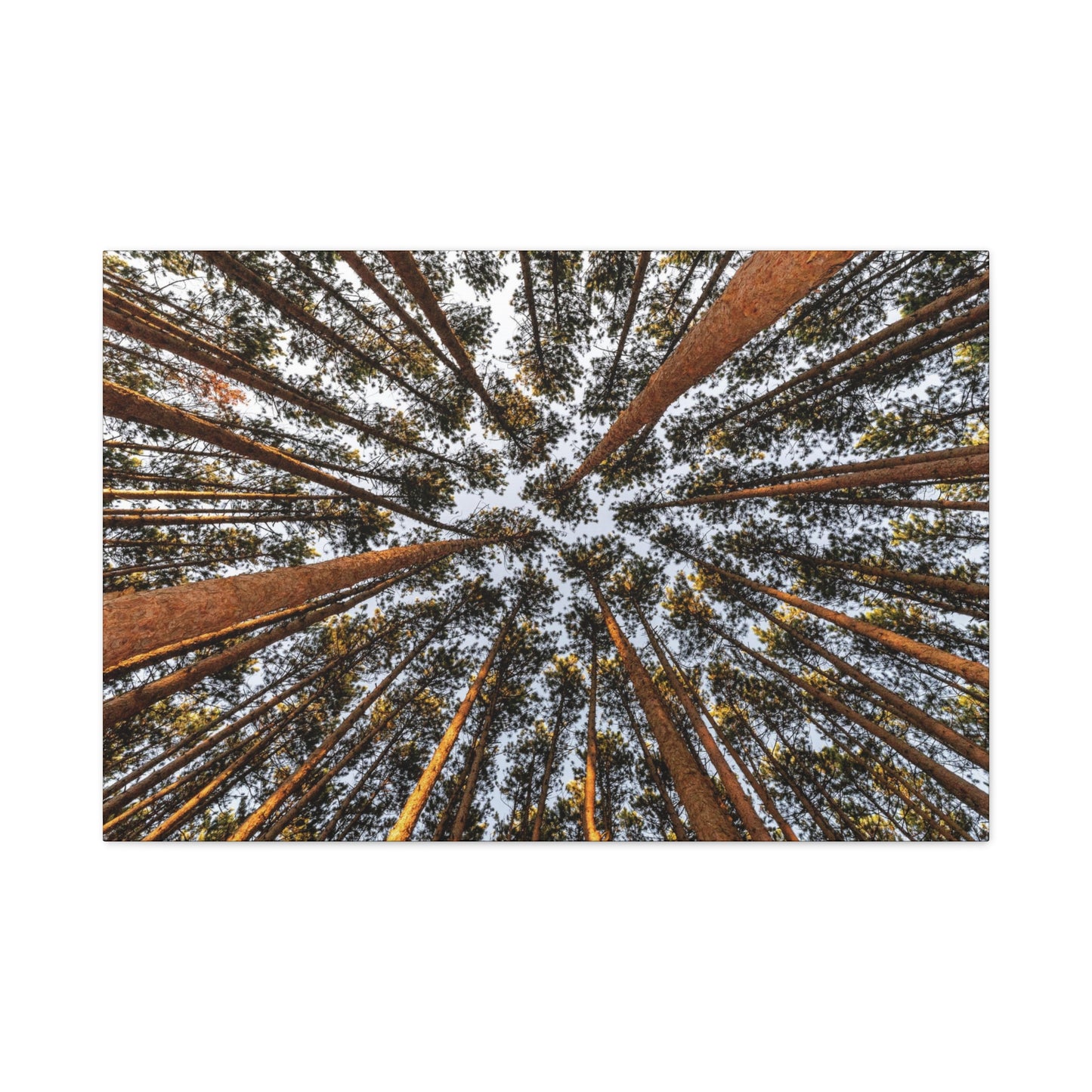 Forest Canopy Canvas Print — Upward View of Tall Trees Matte Stretched Wall Art